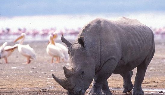 馬塞馬拉：非洲野生動物聚居地圖片